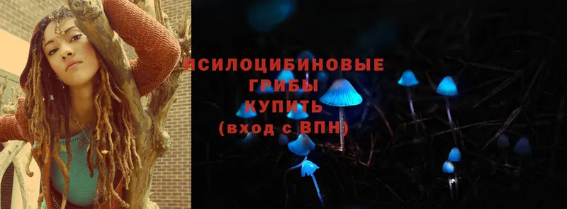 Галлюциногенные грибы Psilocybine cubensis  продажа наркотиков  Кореновск 